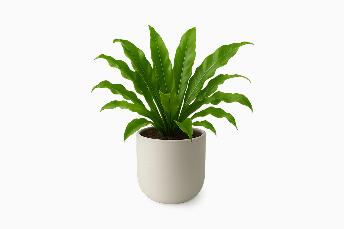 Bird’s Nest Fern