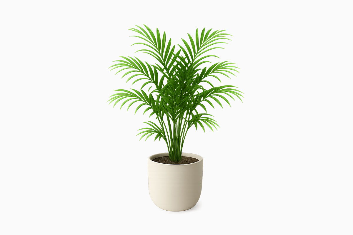 Parlor Palm