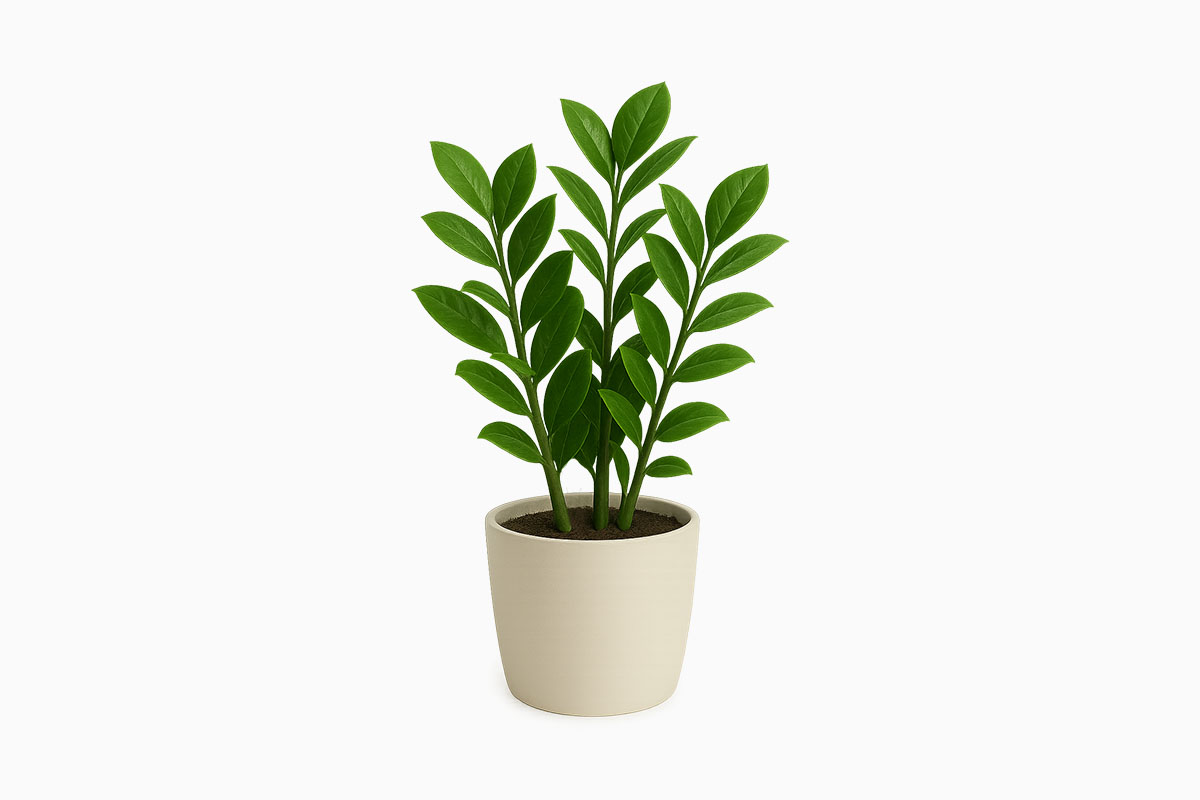 ZZ Plant