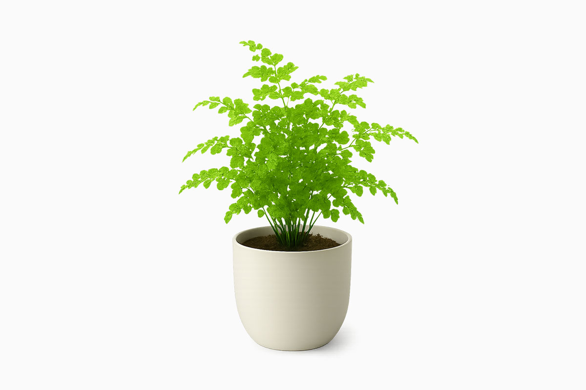 Delta Maidenhair Fern