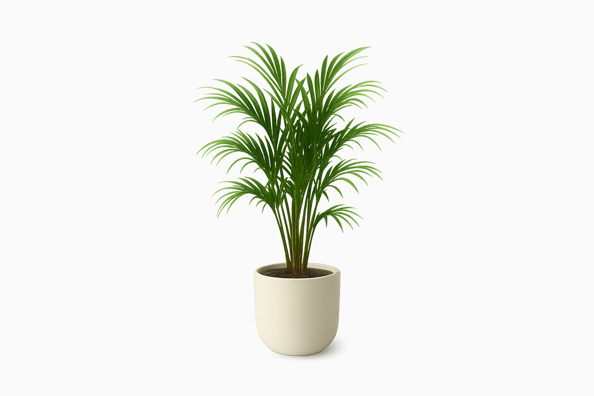 Kentia Palm