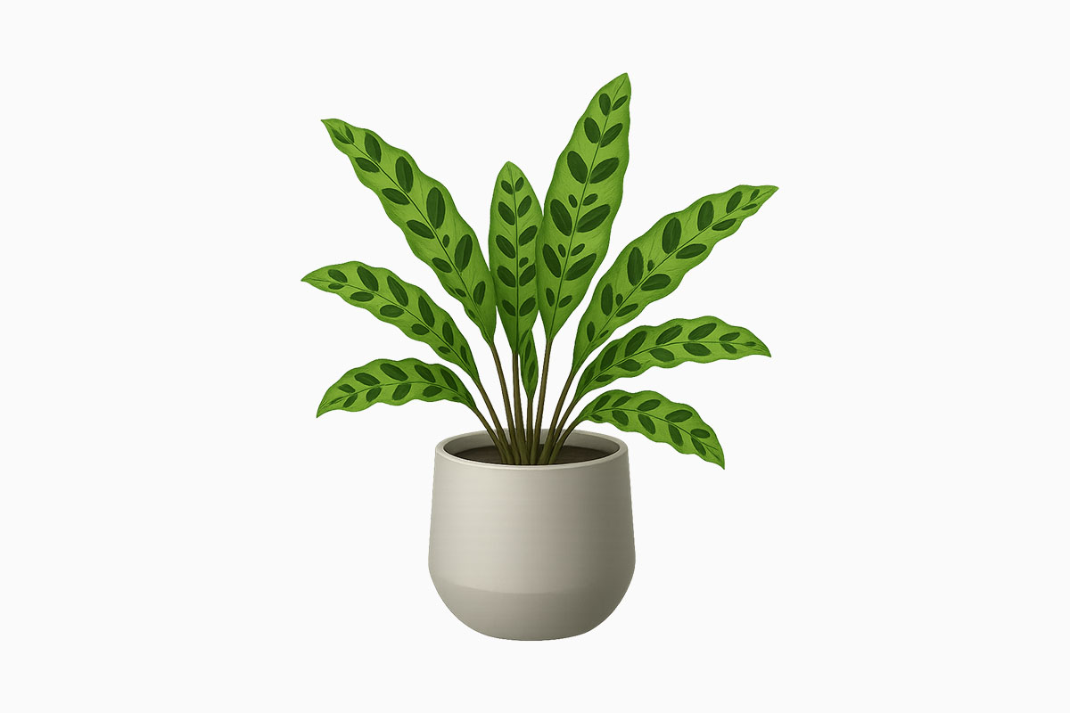 Rattlesnake Plant