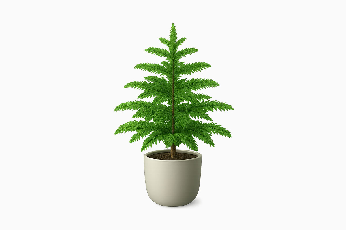Norfolk Island Pine