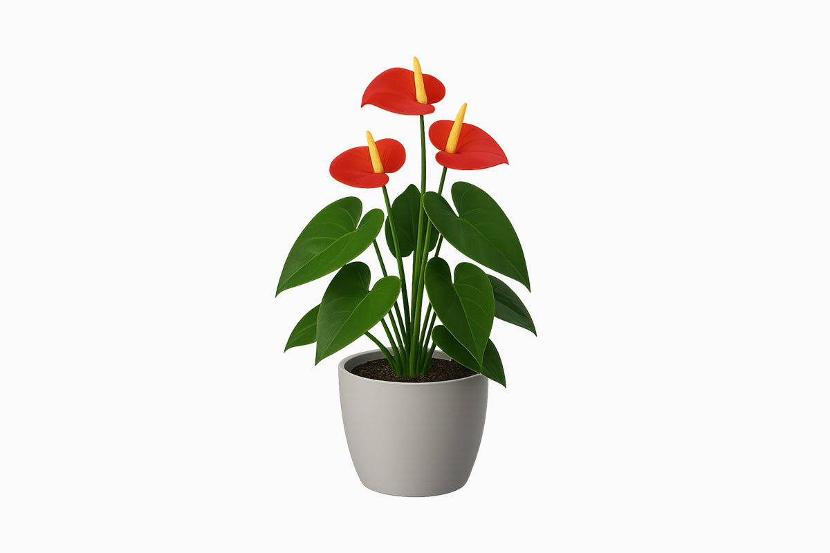 Flamingo Flower