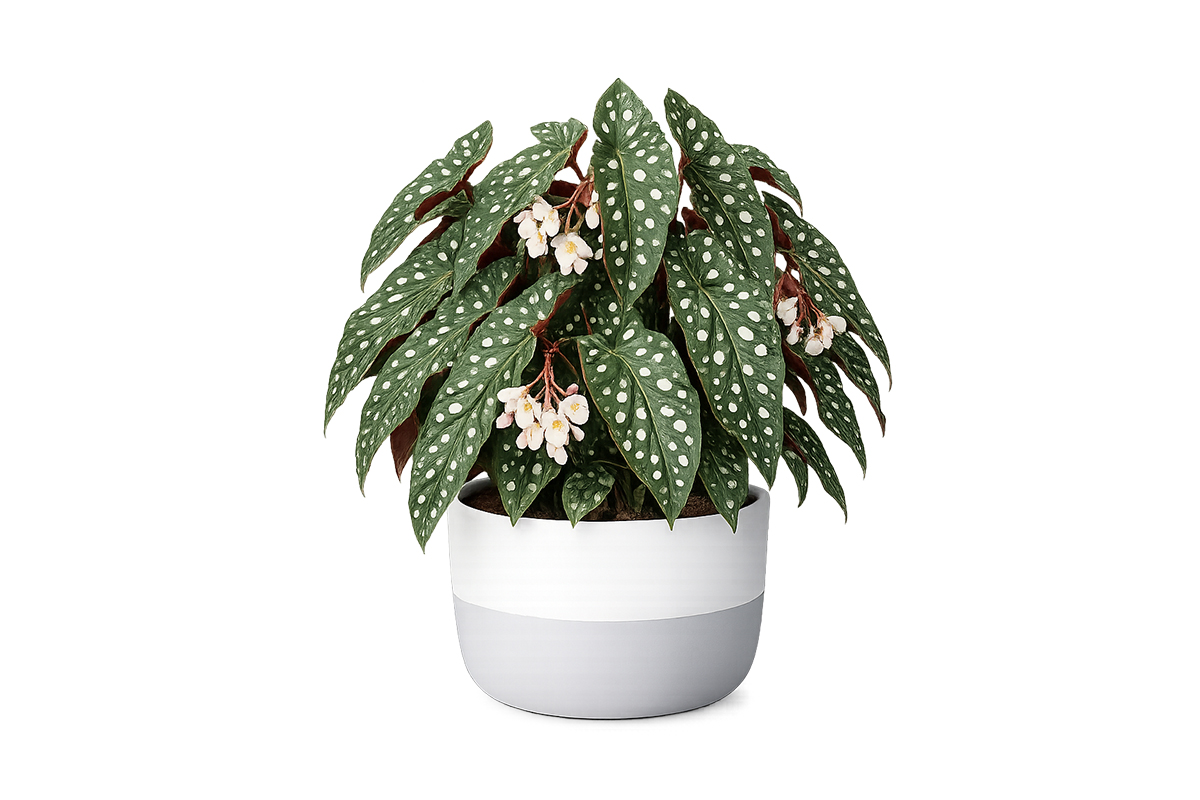 Polka Dot Begonia