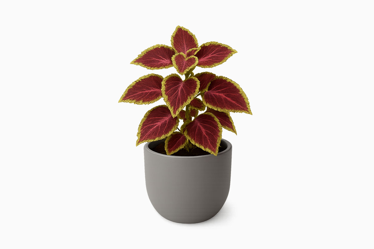 Coleus