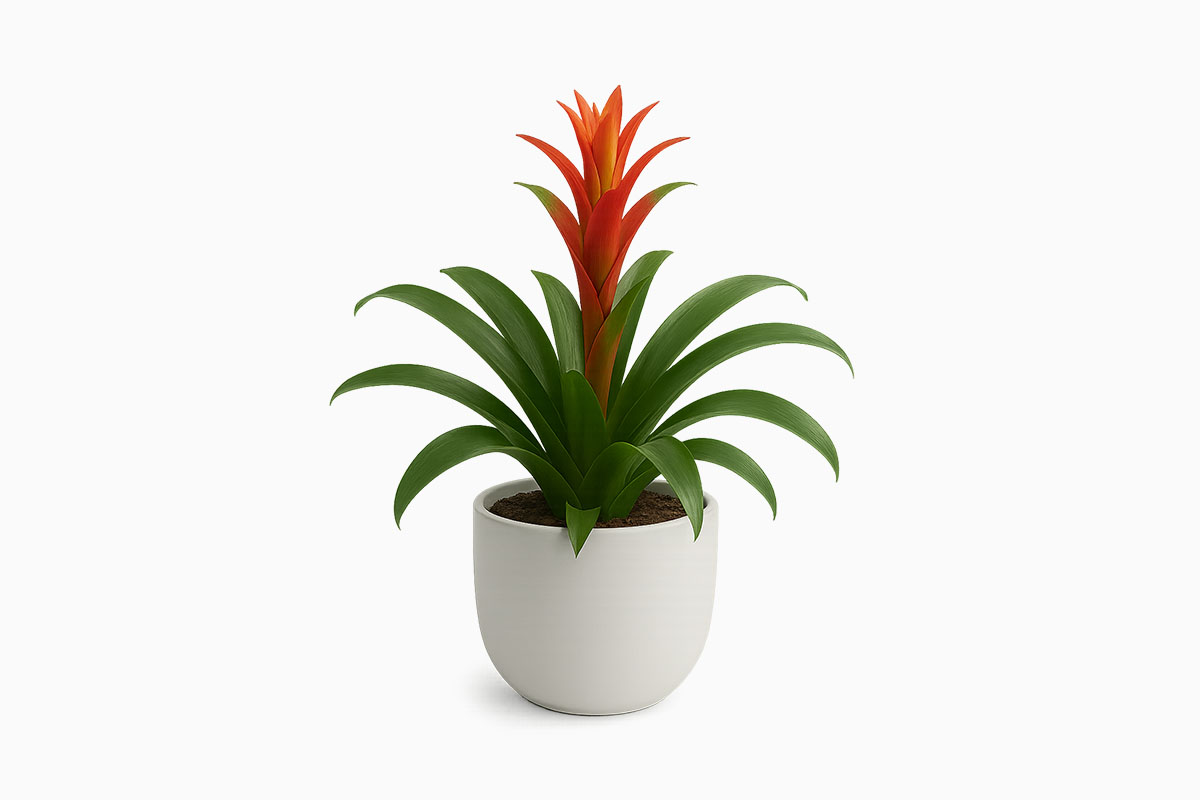 Guzmania Bromeliad