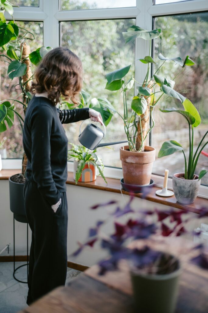 watering houseplant near window indoor plant care