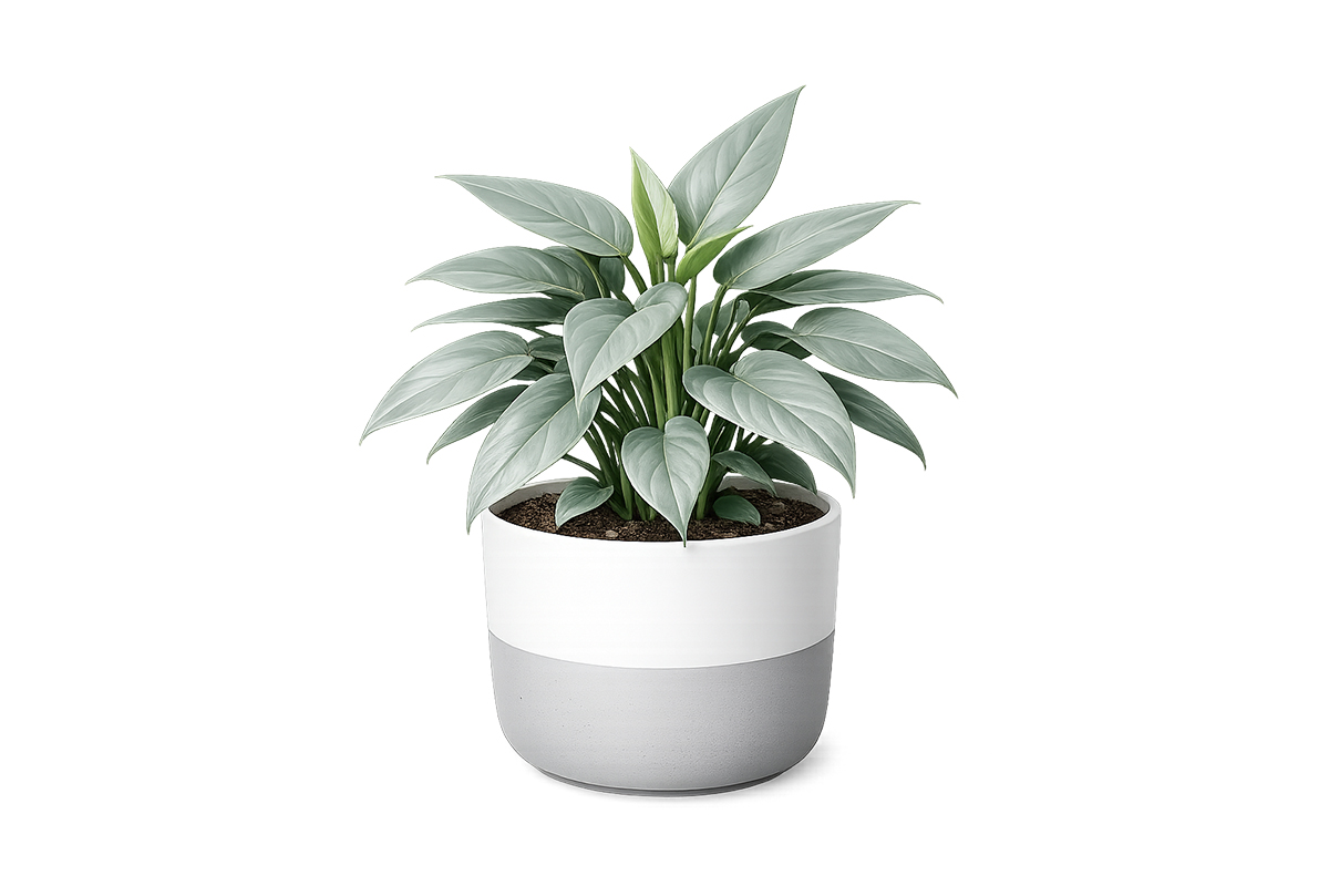 Silver Sword Philodendron