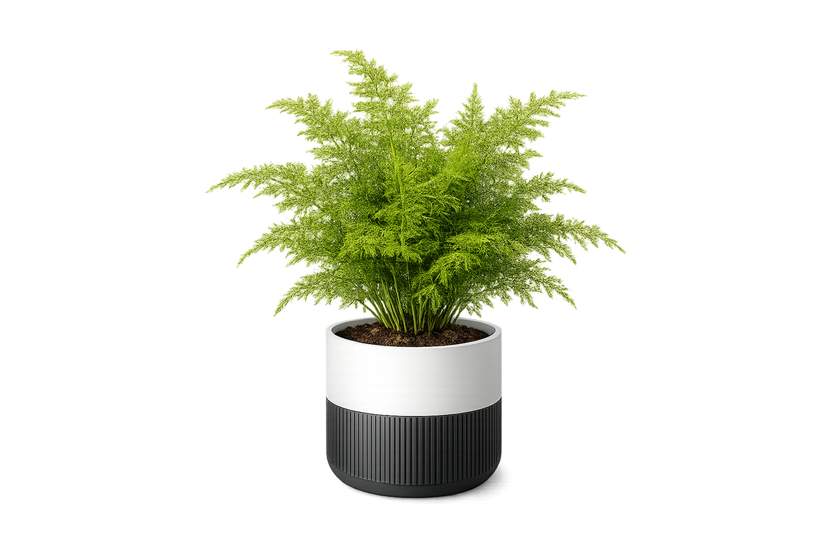 Asparagus Fern