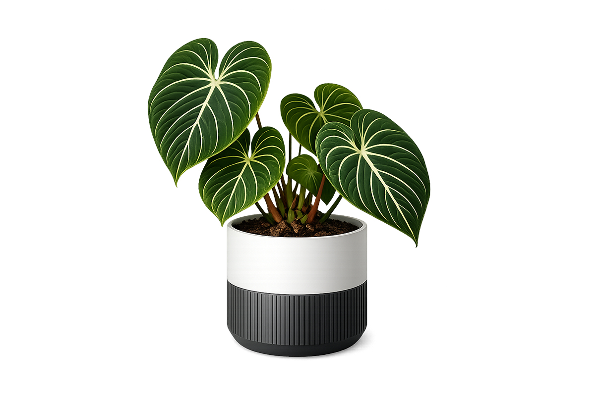 Philodendron Gloriosum