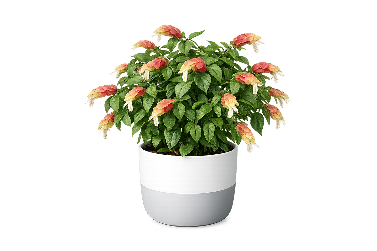 Shrimp Plant
