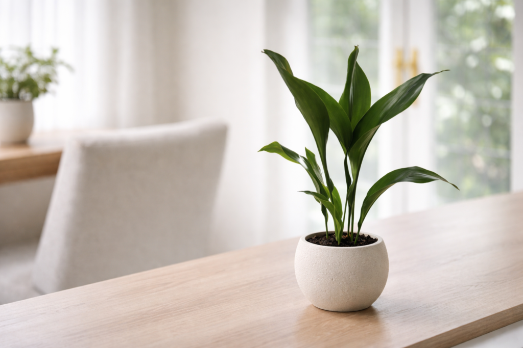 Cast iron plant in a small pot placed on a wooden table with soft natural indoor light