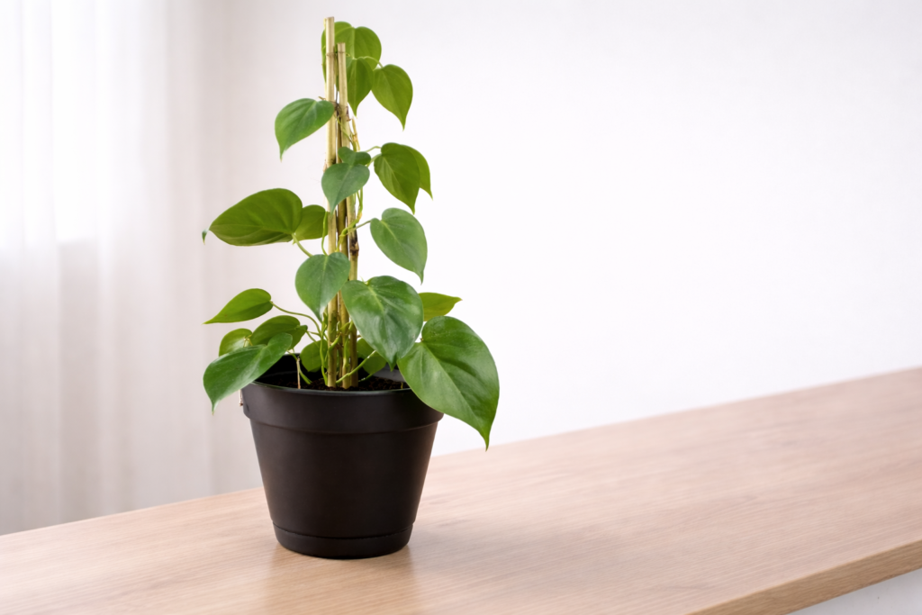 Heartleaf philodendron with green heart-shaped leaves growing on a support in a pot indoors
