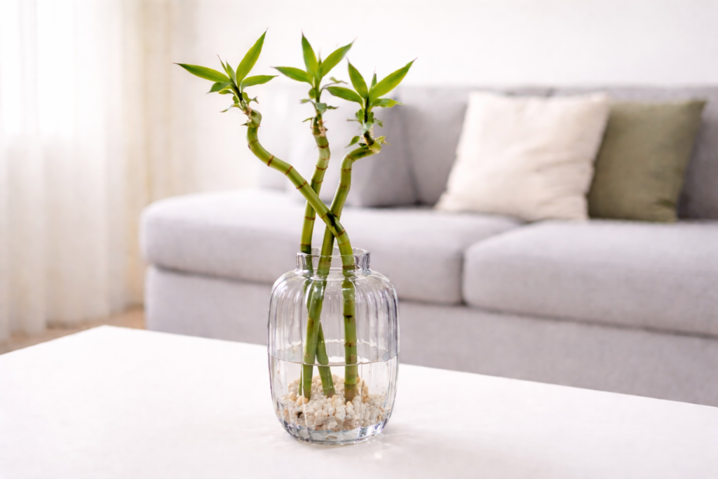 Lucky bamboo stems growing in a glass container with water and pebbles placed on a table indoors