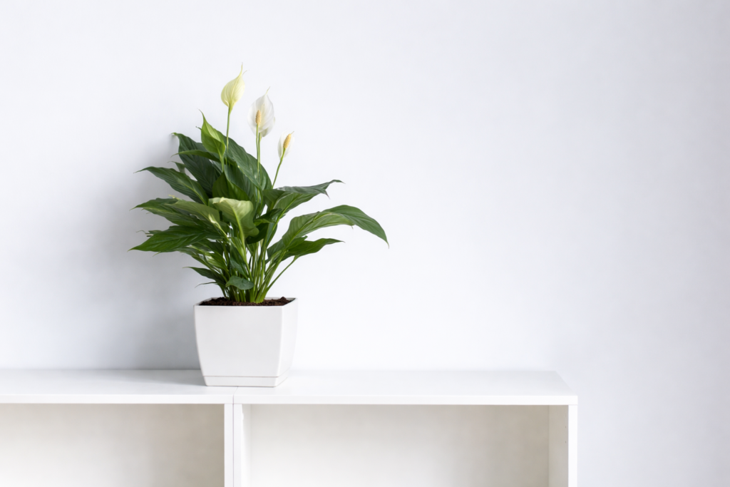 Peace lily with white flowers in a pot placed on a shelf in a bright indoor space