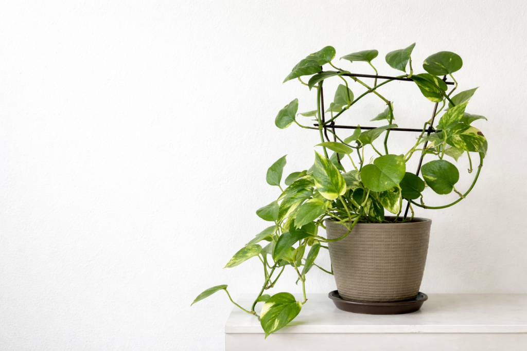 Pothos plant with trailing green and yellow leaves growing in a pot on a shelf indoors