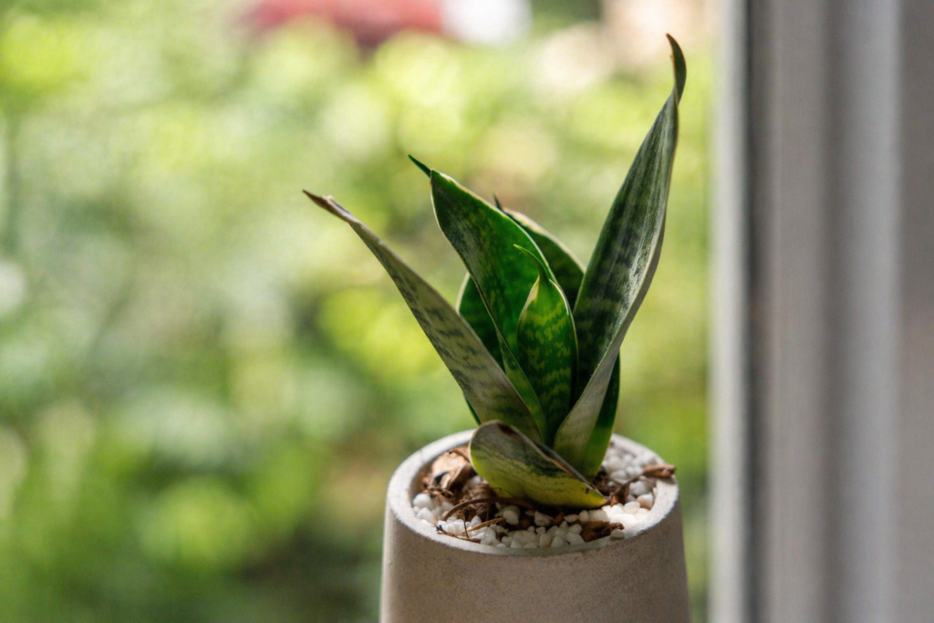 Small snake plant in a pot placed near a window with soft natural indoor light