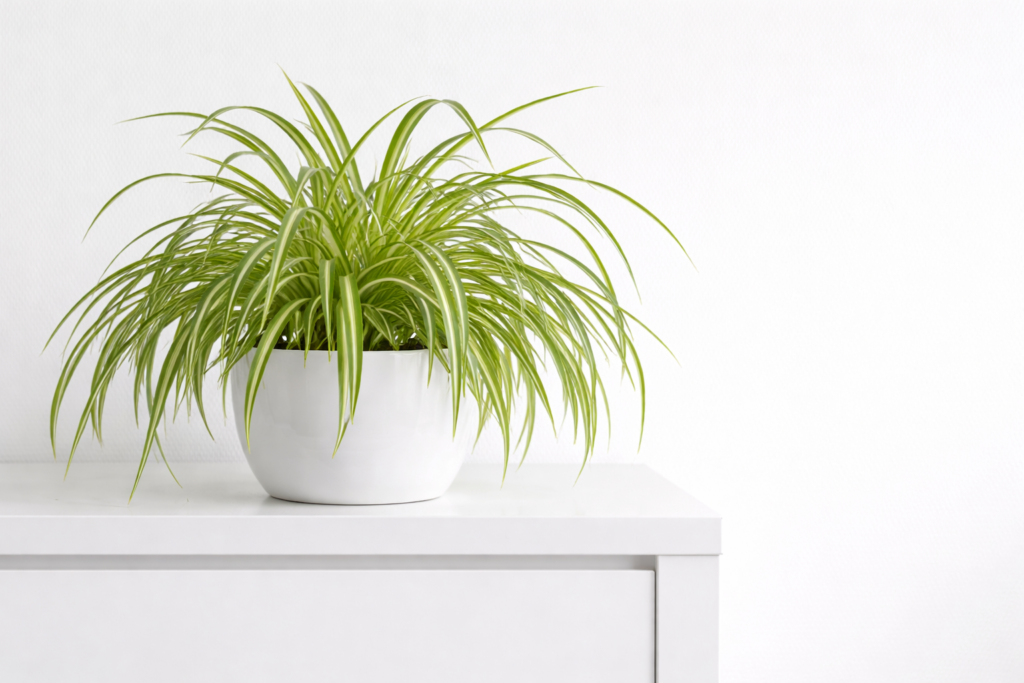 Spider plant with long arching green leaves in a white pot placed on a shelf indoors
