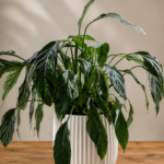 Peace Lily Drooping Even After Watering with limp leaves in a white pot placed on a wooden table indoors