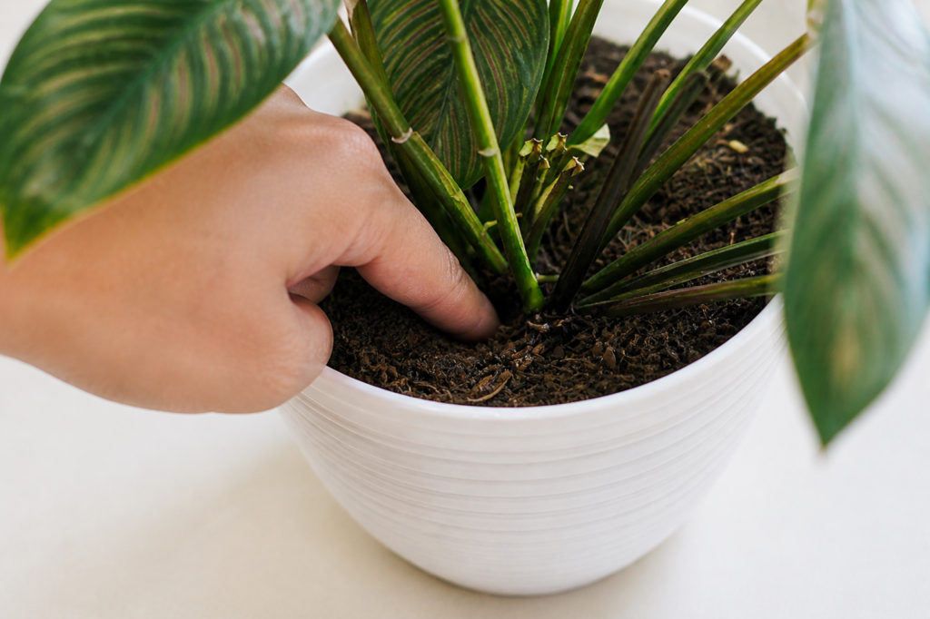 Hand inserting finger into soil of a potted plant to check moisture level before watering.