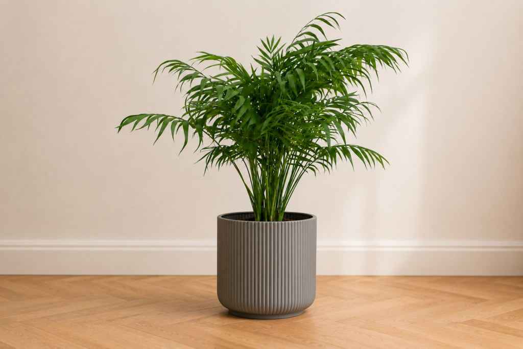 Healthy parlor palm in a gray planter placed indoors on a wooden floor against a neutral wall.