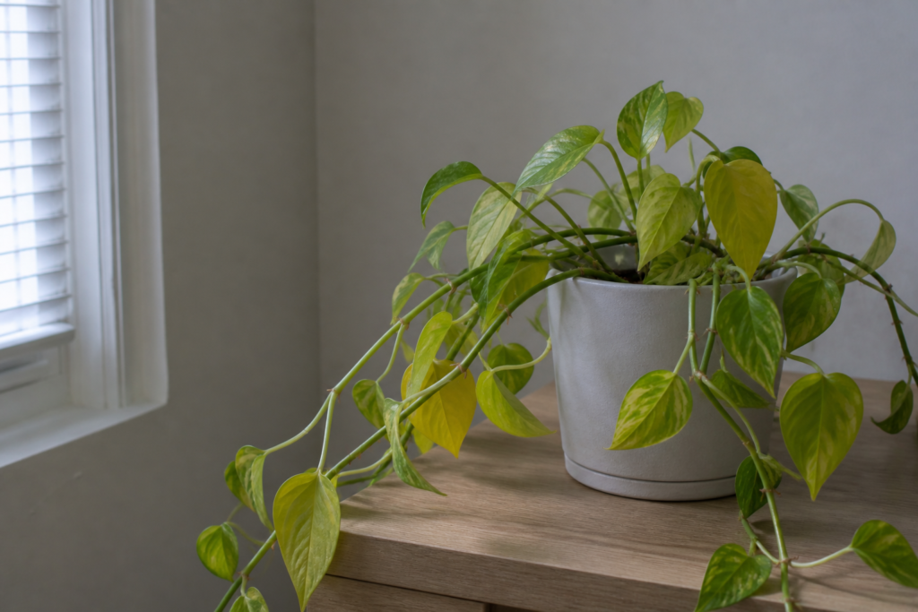 Pothos plant with yellowing leaves placed in a dark indoor corner, showing signs of low light stress.