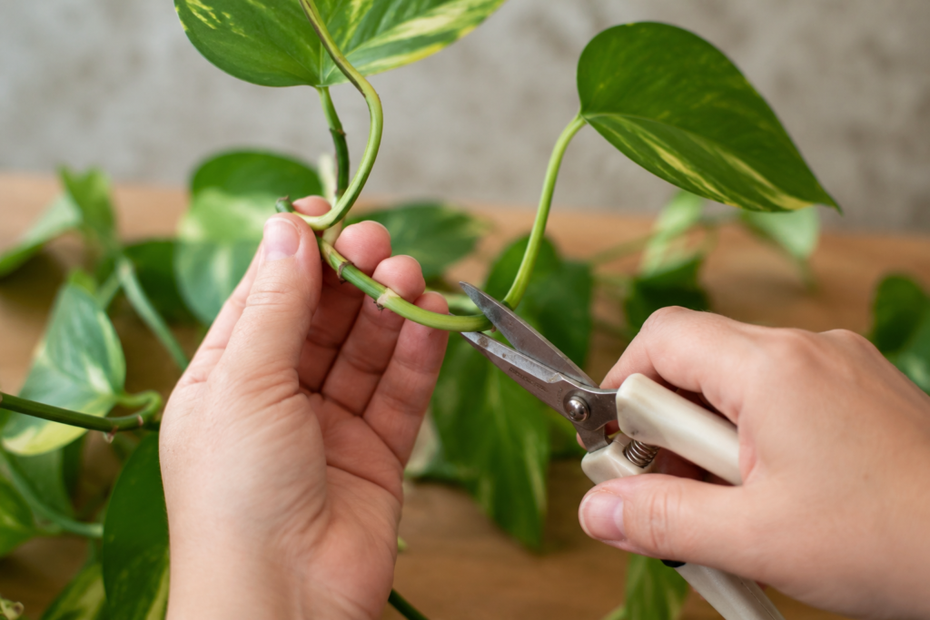 Hands pruning a healthy pothos vine with scissors near a leaf node indoors