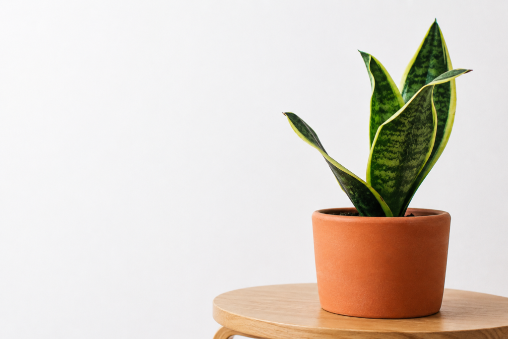 Small snake plant in a terracotta pot placed on a wooden table indoors.