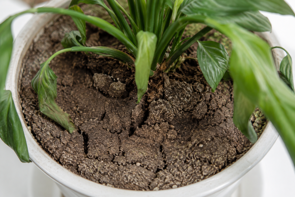 Drooping peace lily growing in dry compacted soil showing signs of underwatering indoors
