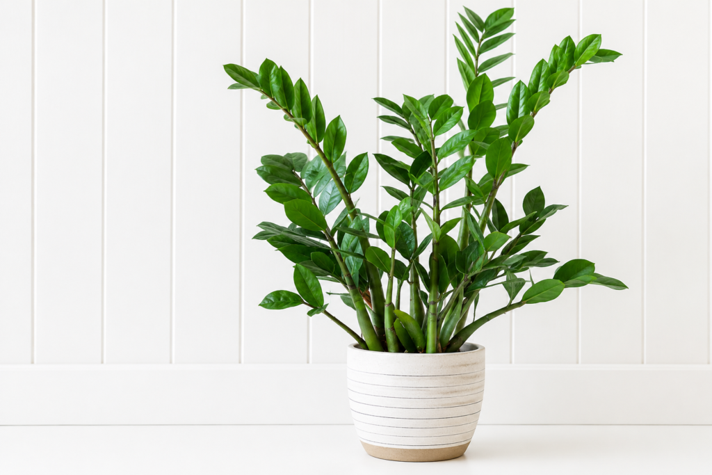 Healthy ZZ plant in a white pot placed indoors against a light modern wall background