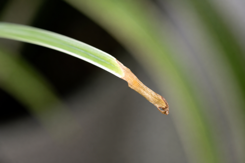 Macro close-up of a spider plant leaf with a dry brown tip, showing a common sign of stress or care issues.
