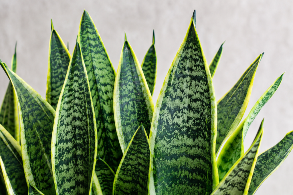 Close-up of healthy snake plant leaves showing the distinctive green banded pattern and yellow leaf margins typical of Sansevieria trifasciata.