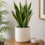 Snake Plant Care Guide: Healthy snake plant growing indoors in a white planter on a wooden table with bright green upright leaves and a modern home background.