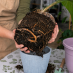 Houseplant Repotting: Gardener holding a root-bound houseplant with dense roots while repotting into a larger container.