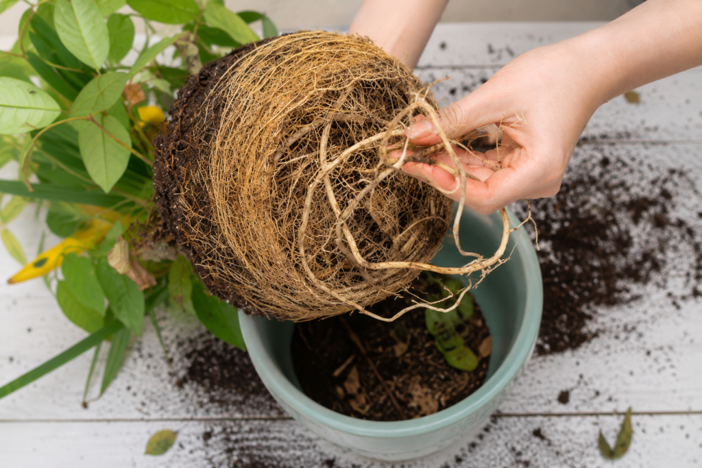 Close-up of a root-bound houseplant with dense circling roots removed from its pot before repotting into a larger container.