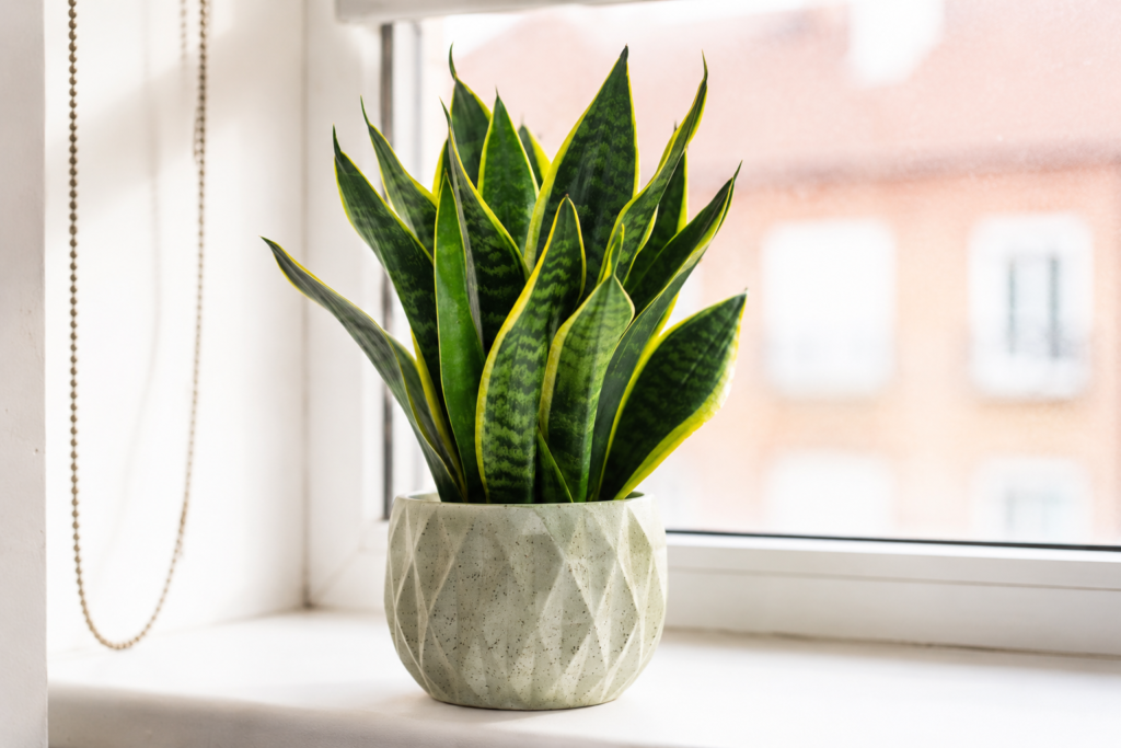 Healthy snake plant in a pot placed beside a bright window, receiving natural indoor light suitable for snake plant growth.