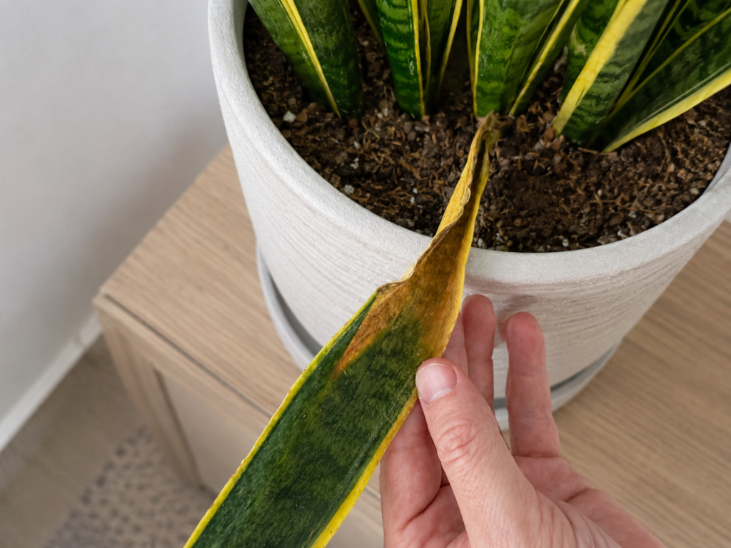 Close-up of a snake plant with a yellow and brown damaged leaf being held by hand, illustrating a common snake plant care problem.