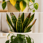 Common Plant Problems: Infographic showing three common houseplant problems: yellow leaves, brown leaf tips, and drooping leaves with example plants.