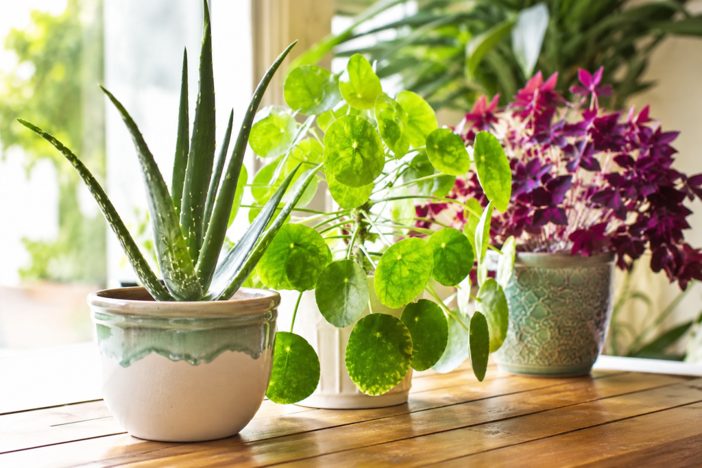 Healthy indoor houseplants growing near a bright window, showing the ideal environment for preventing common indoor plant problems.