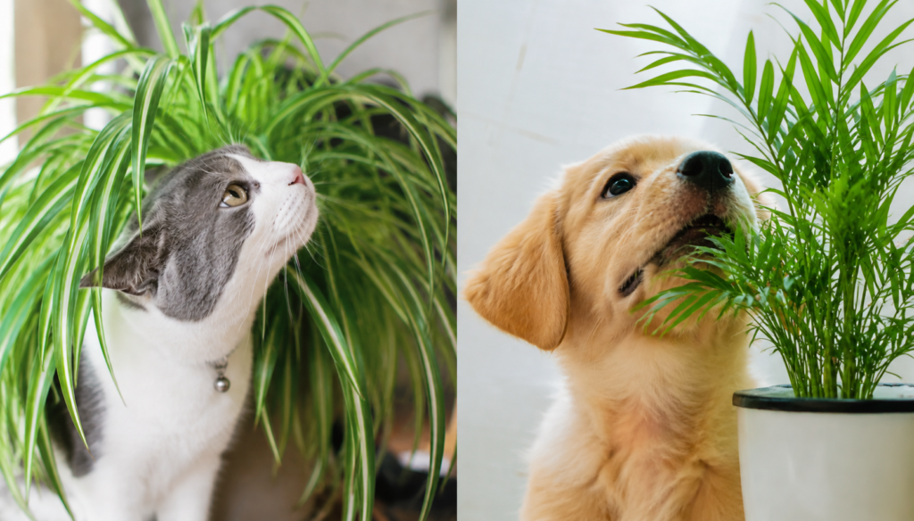 Cat beside a Spider Plant and dog beside an Areca Palm, showing pet-safe indoor plants.