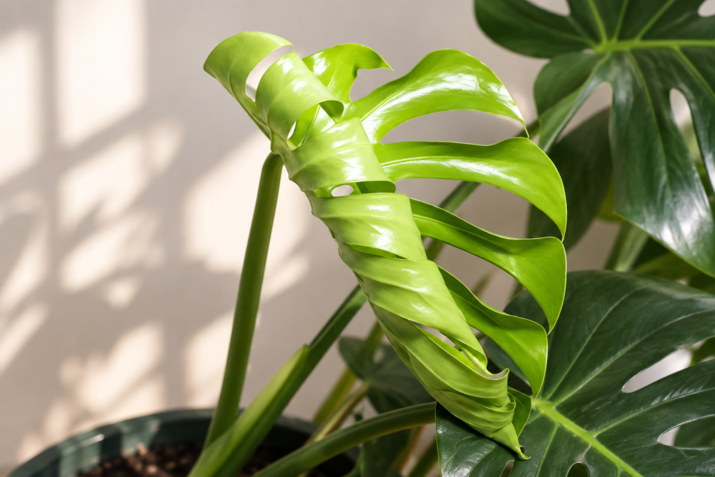 Close-up of a Monstera with a new leaf unfurling beside mature green leaves.