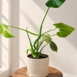 Why is my monstera not growing: Sparse Monstera plant with long stems and widely spaced leaves growing indoors, showing slow or limited growth.